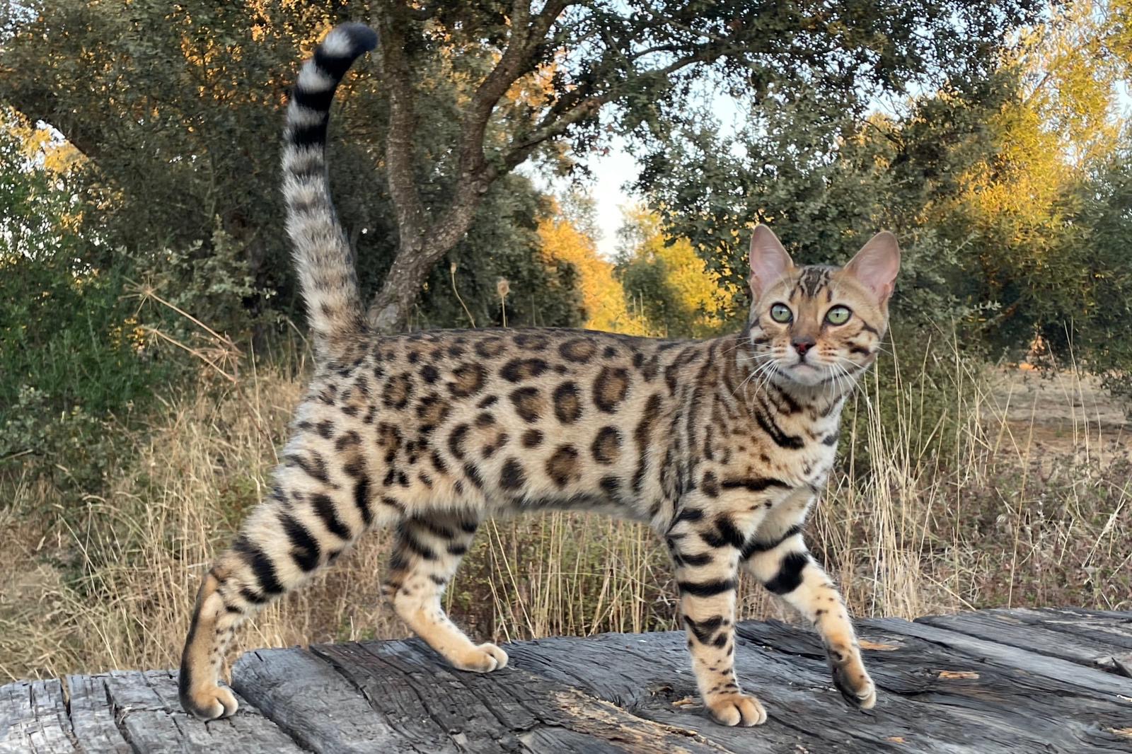 CH. Sundiata Tanzania